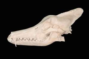 image: irrealitäten